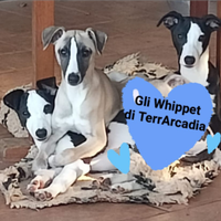 Whippet cuccioli super