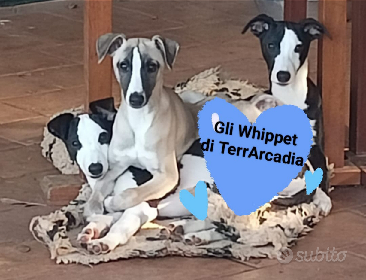 Sottobicchiere Con Cane Levriero Whippet - Divertente Regalo Per Amanti Degli Animali, 9,5x9,5 Cm, Retro In Sughero, Stampato UK
