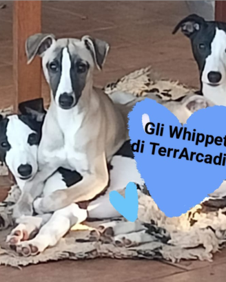 Whippet cuccioli super