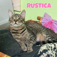 Rustica gattina tigrata di 1 anno