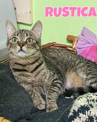 Rustica gattina tigrata di 1 anno