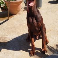 Dobermann
