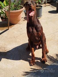 Dobermann