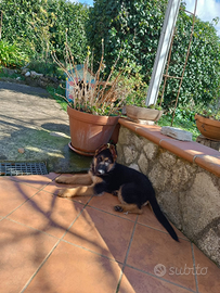 Pastore Tedesco cucciolo