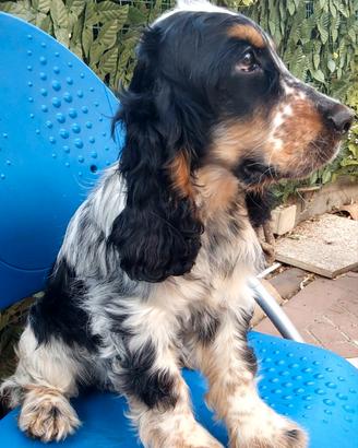 Cocker Spaniel tricolore
