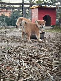 Cuccioli di akita inu