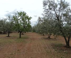 Fondo agricolo