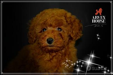 Barboncino rosso red