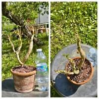 Caudex cactus pelargonium fiore pianta lotto