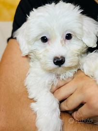 Bichon Frise