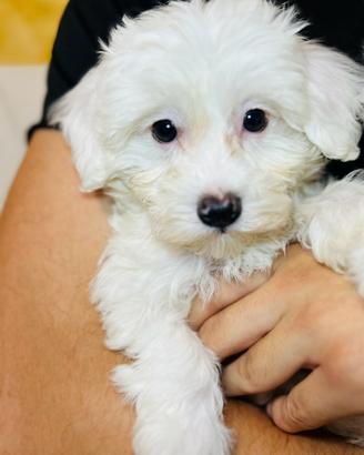 Bichon Frise