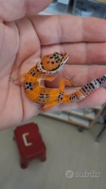 Geco leopardino