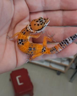 Geco leopardino
