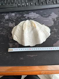 Conchiglia Tridacna Gigas (21 cm)