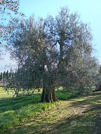 Uliveto secolare