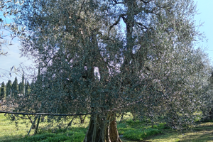 Uliveto secolare