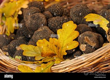 Cuccioli compagnia o tartufo