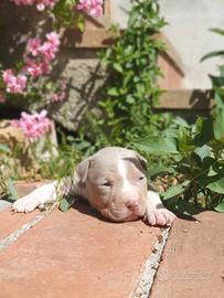 Pitbull tricolor