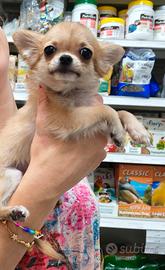 Chihuahua femmina Toy 