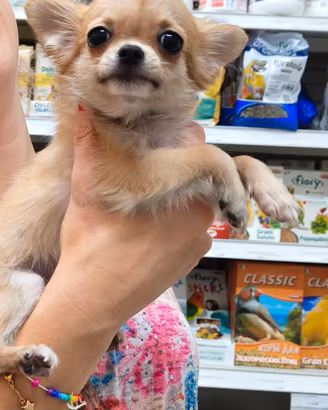 Chihuahua femmina Toy 