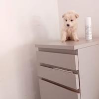 Cucciolo Maltipoo mini toy da borsetta