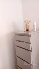 Cucciolo Maltipoo mini toy da borsetta