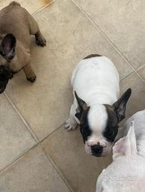 Cane bulldog francese