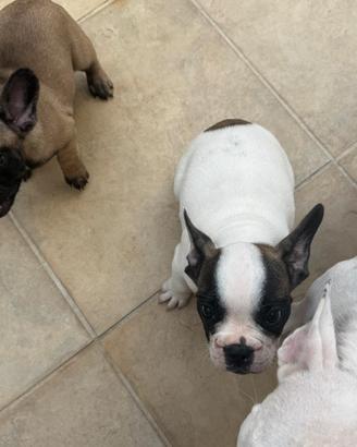 Cane bulldog francese