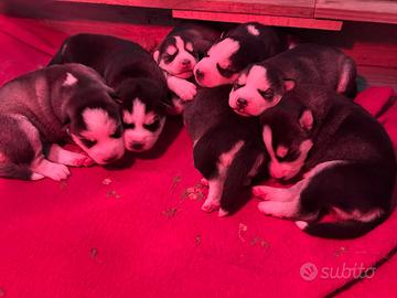 Cuccioli siberian husky 10/2024