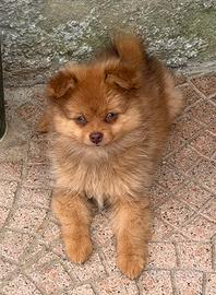 Spitz tedesco nano