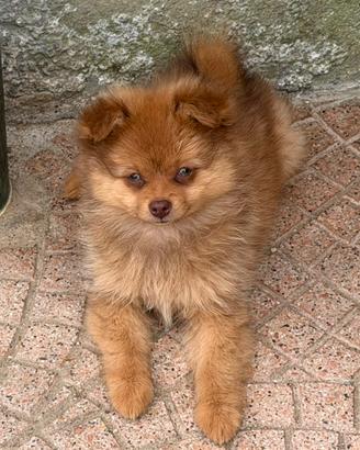 Spitz tedesco nano