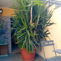 Pianta yucca