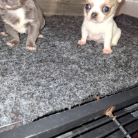 Cuccilioli di chihuahua toy allevatti in casa visi