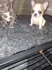 Cuccilioli di chihuahua toy allevatti in casa visi