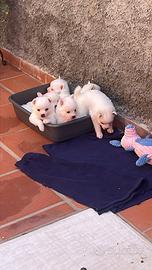 Cuccioli Volpino italiano