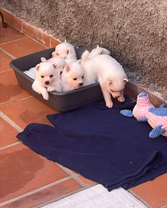 Cuccioli Volpino italiano