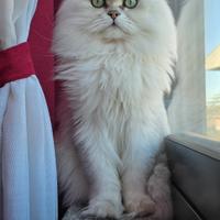 Accoppiamento Persiano Chinchilla'