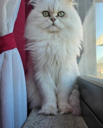 Accoppiamento Persiano Chinchilla'