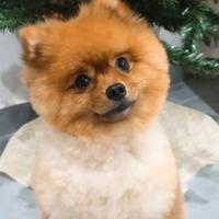 Pomerania disponibile per monta