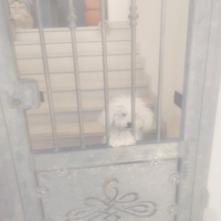 Barboncino toy per accoppiamento