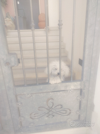 Barboncino toy per accoppiamento