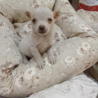 Chihuahua mini toy femmina