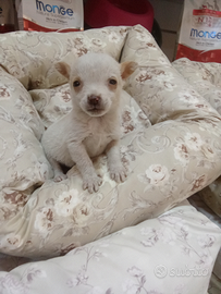 Chihuahua mini toy femmina