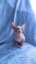 Ultimi cuccioli disponibile