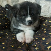 Akita Inu cucciolo maschio tigrato