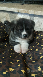 Akita Inu cucciolo maschio tigrato