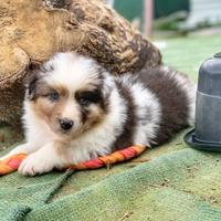 Due femmine blu merle pastore australiano