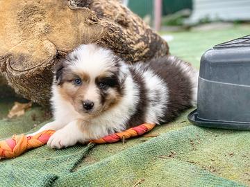 Due femmine blu merle pastore australiano