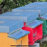 Famiglie e sciami api