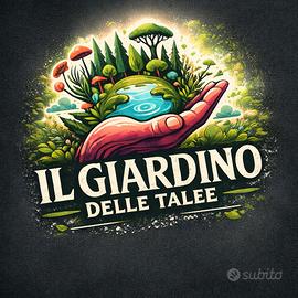 ALOCASIA baby plants